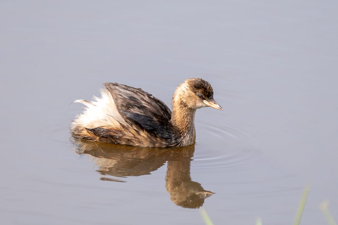 A little grebe floats on still grey water, feathers fluffed