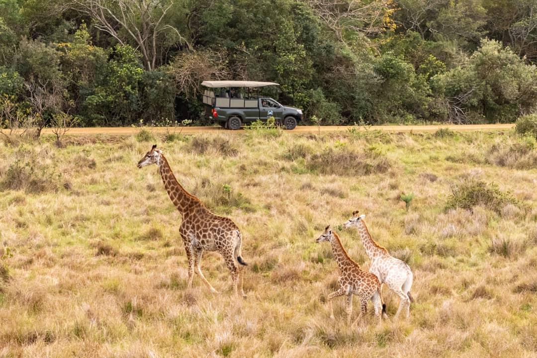 A giraffe and two calves walk through long grass, the game-drive vehicle behind them