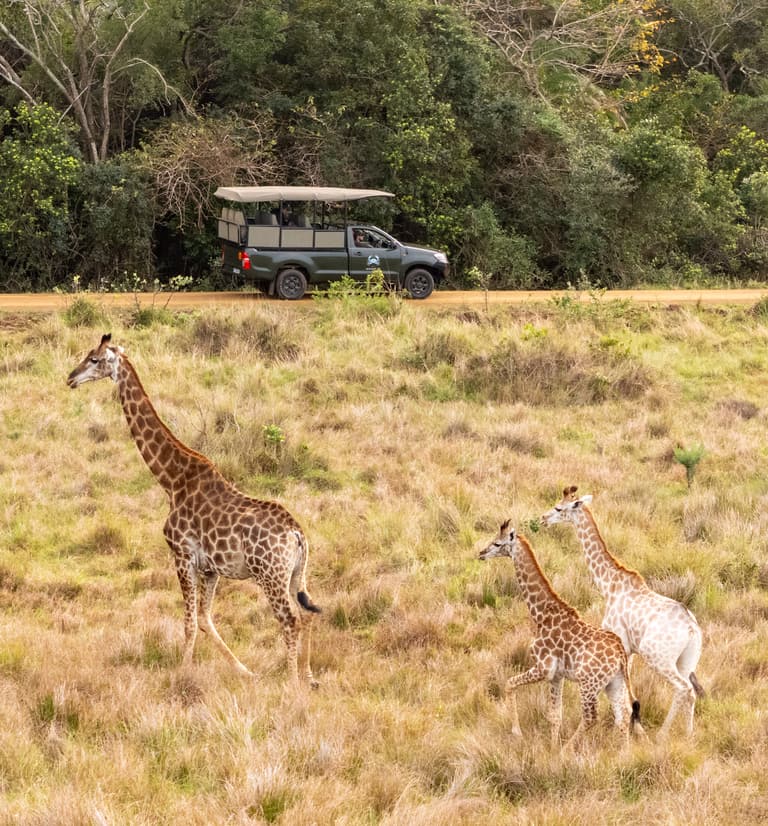 A giraffe and two calves cross the grassland in front of the lodge’s open game-drive vehicle.
