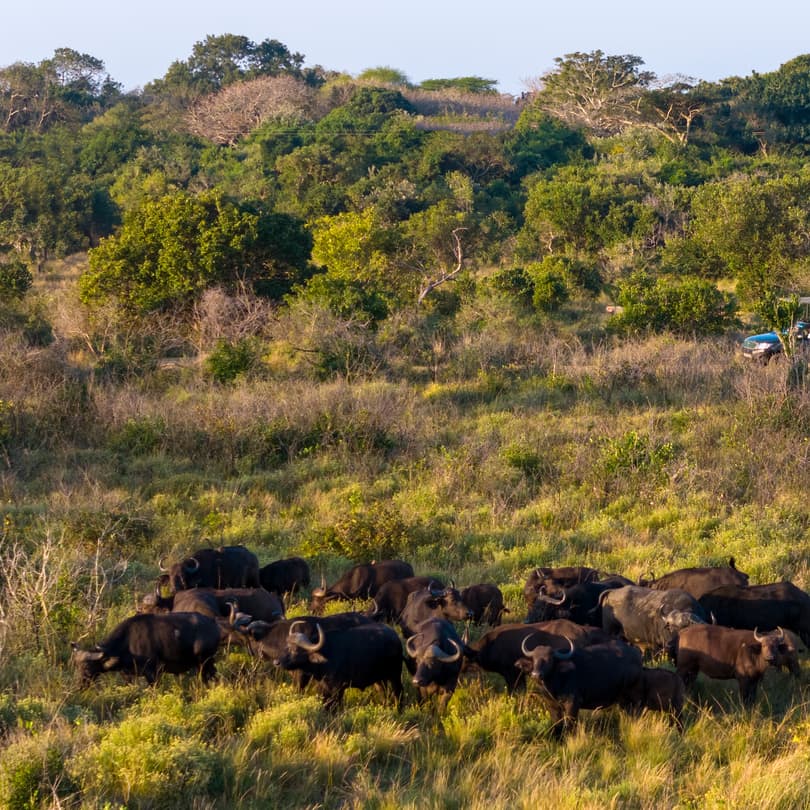 A herd of buffalo grazes in green bush as the game-drive vehicle waits on the track behind.