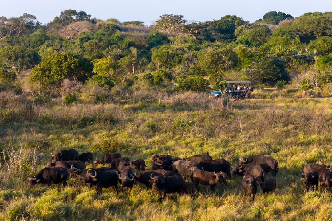 A large buffalo herd grazes in green bushveld, the game vehicle on the track behind