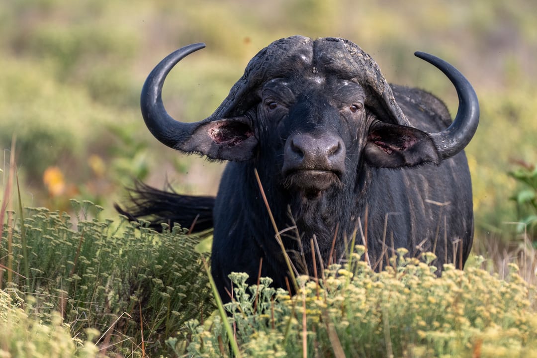 A buffalo bull faces the camera from flowering yellow-green grassland
