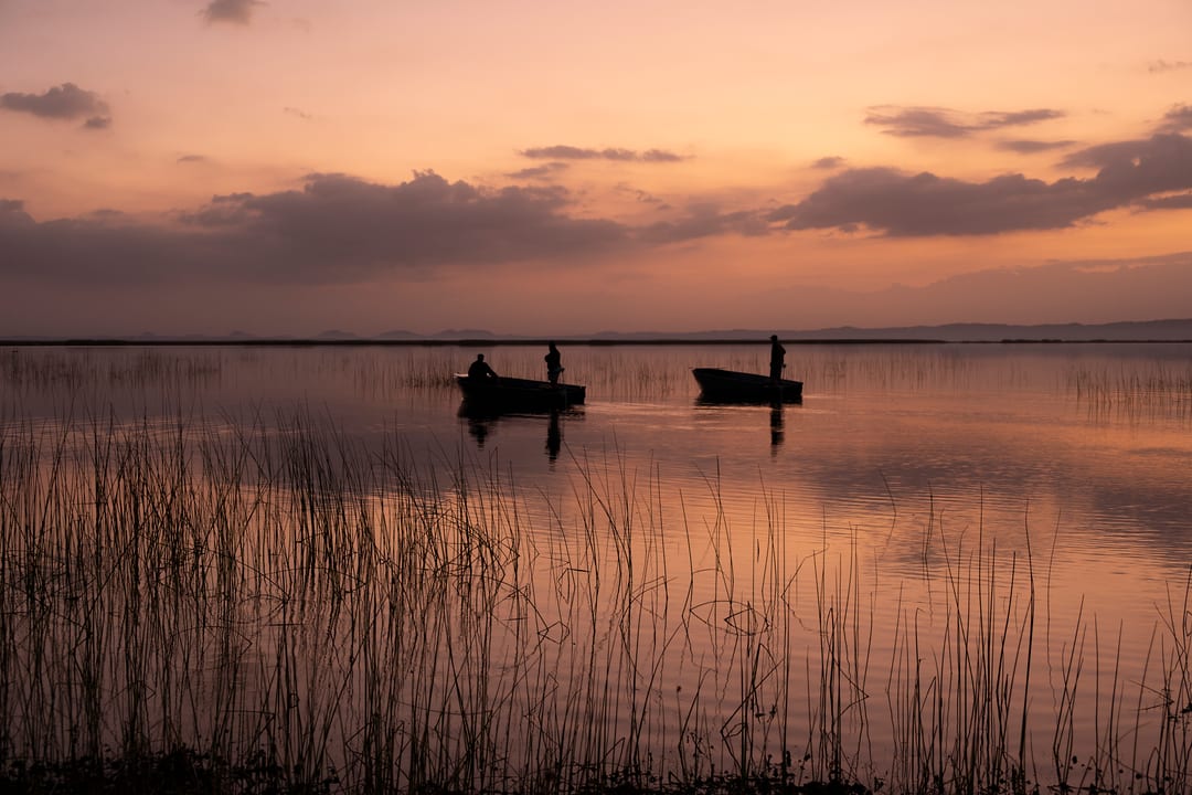 Two eco-boats silhouetted on a pink dawn lake, seen through reed stems