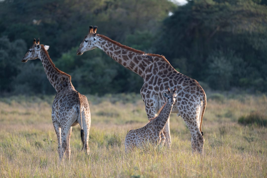 Two adult giraffe stand over a calf in the grass at the forest edge
