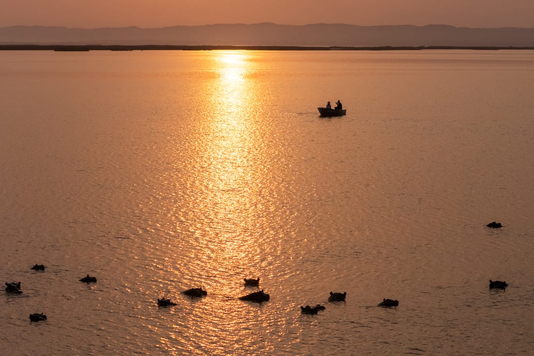 A pod of hippos surfaces in a golden lake at low sun, a small boat beyond