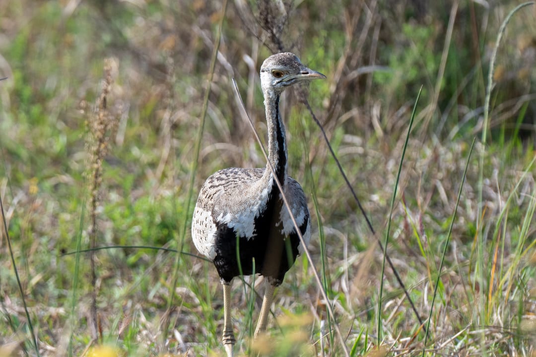A black-bellied bustard stands alert in long grass