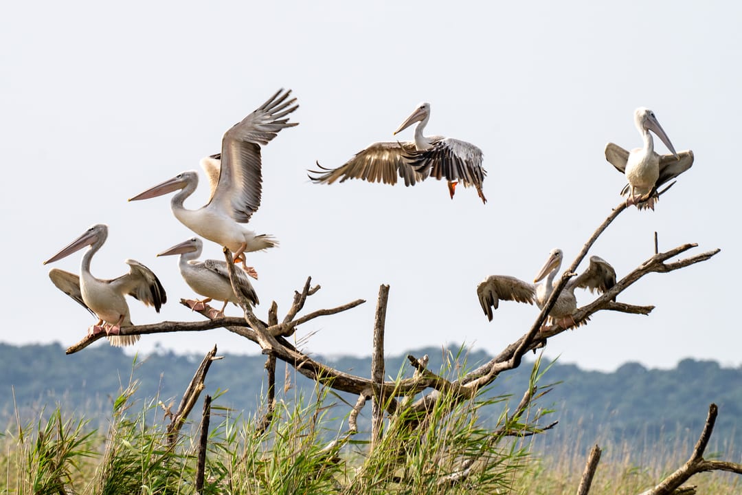 Pink-backed pelicans perch on a bare dead tree, one coming in to land
