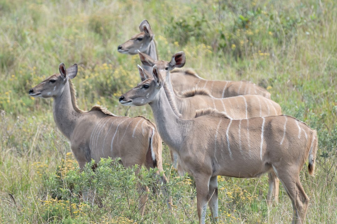 Three kudu cows and a calf stand alert in flowering grassland