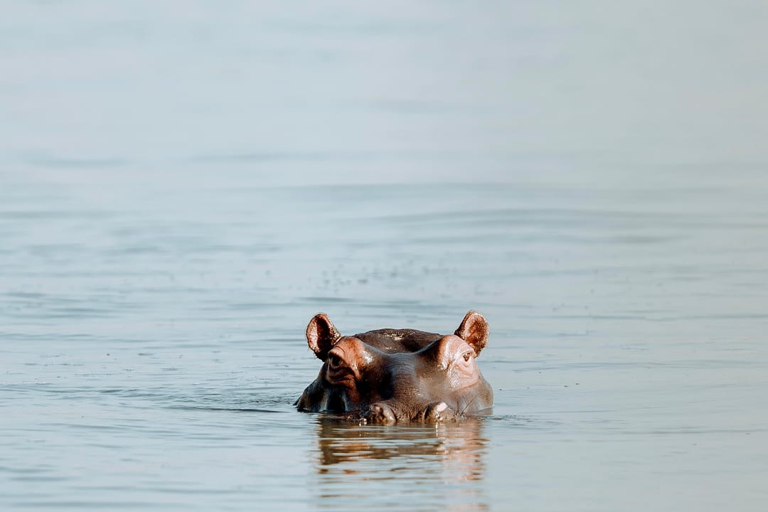 A hippo’s eyes and ears break the calm, pale surface of the lake.