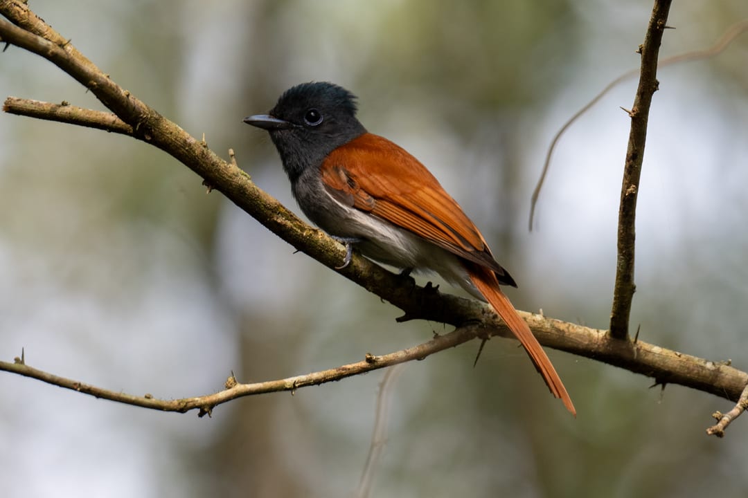 An African paradise flycatcher perched on a thorny branch at the forest edge