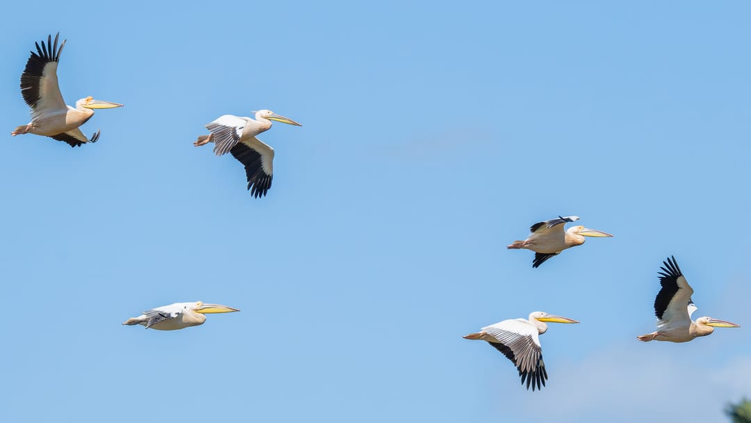 Great white pelicans in flight across a clear blue sky, their black flight feathers spread wide.