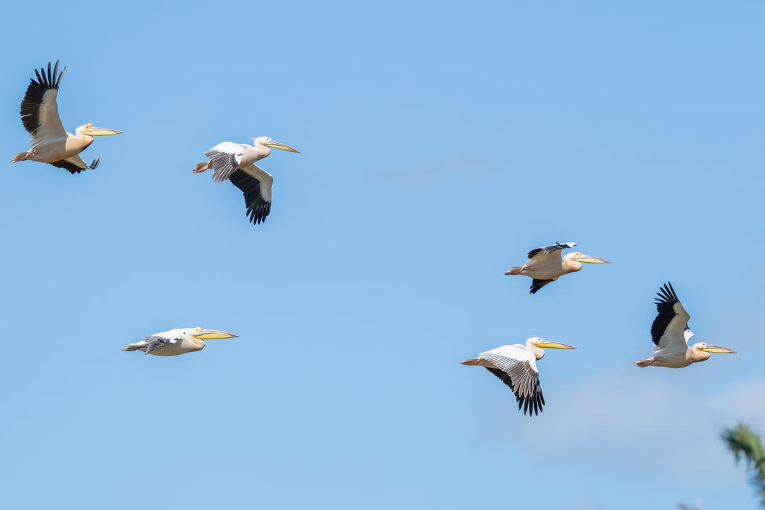 Six great white pelicans fly against a clear blue sky, black flight feathers spread